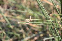 Schoenoplectus lacustris