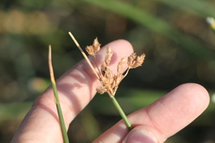 Schoenoplectus lacustris