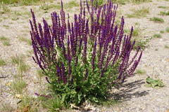 Salvia nemorosa — photo 3