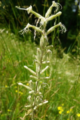 Silene viscosa
