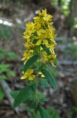 Hypericum hirsutum