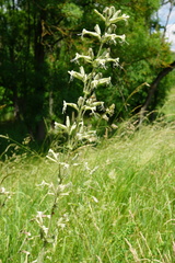 Silene viscosa