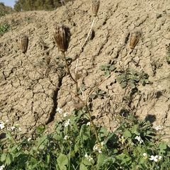 Daucus