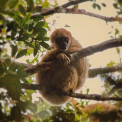 Brachyteles arachnoides