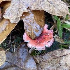 Russula rosacea