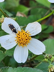Scythris sinensis