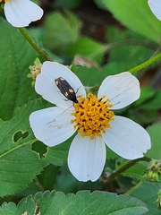 Scythris sinensis