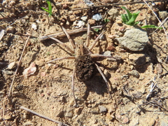 Lycosa hispanica