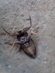 Lethocerus collosicus