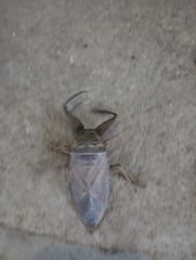 Lethocerus collosicus