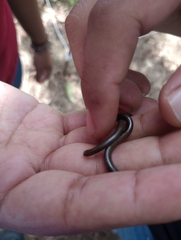 Indotyphlops braminus