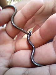 Indotyphlops braminus