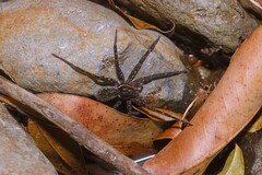 Dolomedes briangreenei