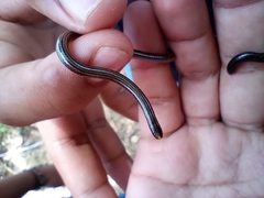 Indotyphlops braminus