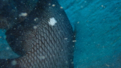 Dascyllus trimaculatus