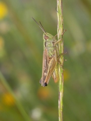 Chorthippus apicalis