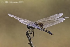 Macrodiplax balteata