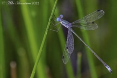 Lestes forficula