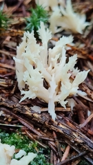Clavulina coralloides