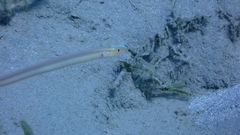 Gunnellichthys monostigma