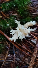 Clavulina coralloides