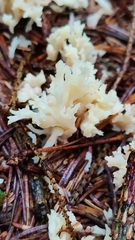 Clavulina coralloides