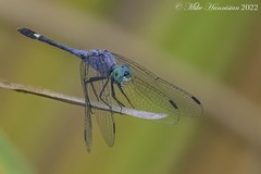 Micrathyria aequalis