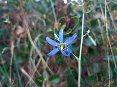 Conanthera bifolia