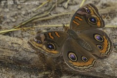 Junonia stemosa