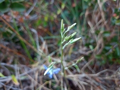 Conanthera bifolia