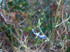 Conanthera bifolia