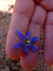 Conanthera bifolia