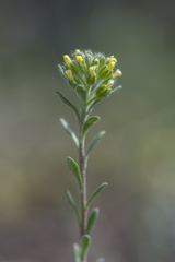 Alyssum alyssoides