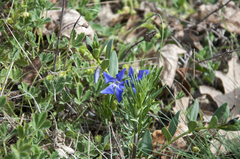 Vinca herbacea
