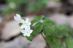 Isopyrum thalictroides