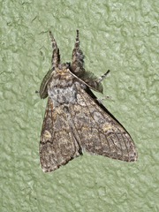 Calliteara fortunata