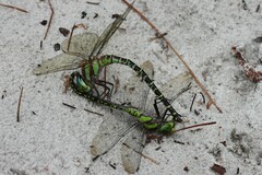 Coryphaeschna ingens
