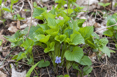 Viola mirabilis