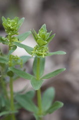 Cruciata glabra