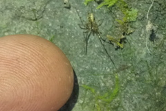 Pityohyphantes phrygianus