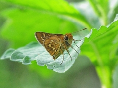Taractrocera ardonia