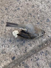 Junco hyemalis