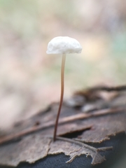 Marasmius epiphyllus