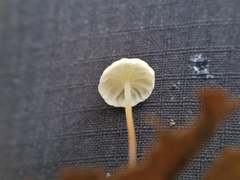 Marasmius epiphyllus