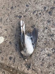 Junco hyemalis
