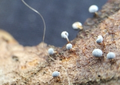 Marasmius epiphyllus