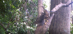 Accipiter tachiro