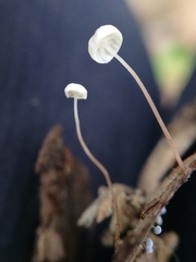 Marasmius epiphyllus