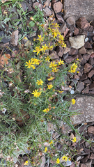Senecio inaequidens