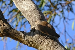 Climacteris picumnus